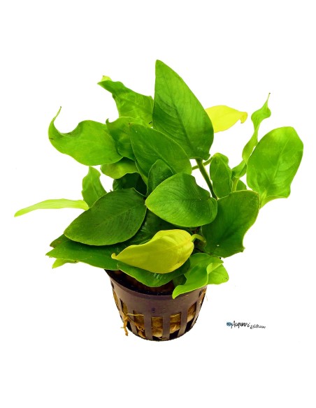 Anubias Golden Heart