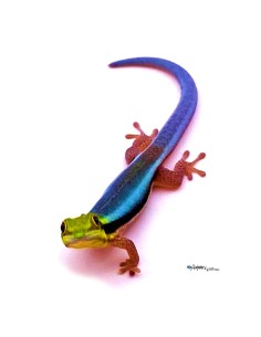 Felsuma Klemmeri (Phelsuma Klemmeri) CB