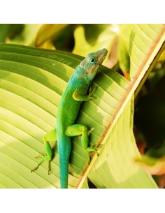 Anolis marmoratus CB