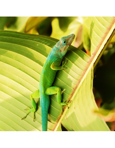 Anolis marmoratus CB