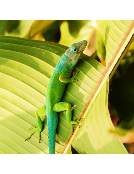Anolis marmoratus CB