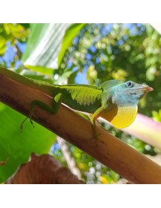 Anolis marmoratus CB 2