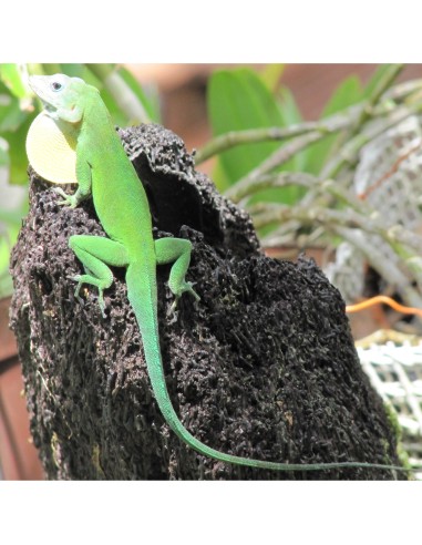 Anolis marmoratus CB