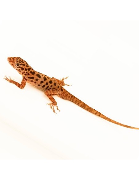 Anolis sabanus CB
