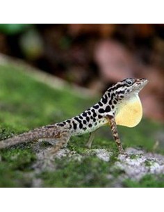 Anolis sabanus CB
