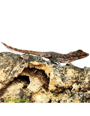 Anolis sabanus CB