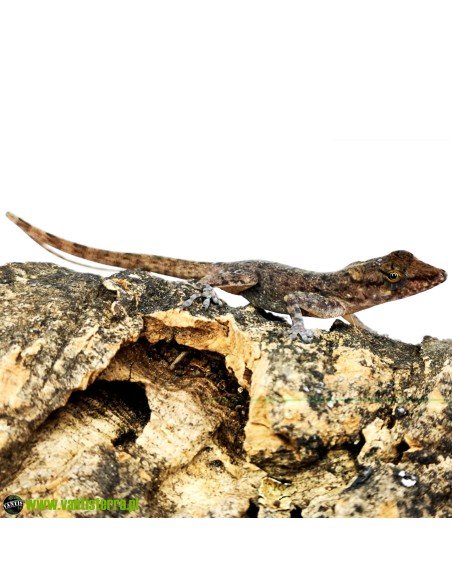Anolis sabanus CB