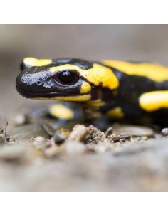 Salamandra Salamandra CB