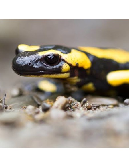 Salamandra Salamandra CB