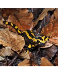 Salamandra Salamandra CB 2