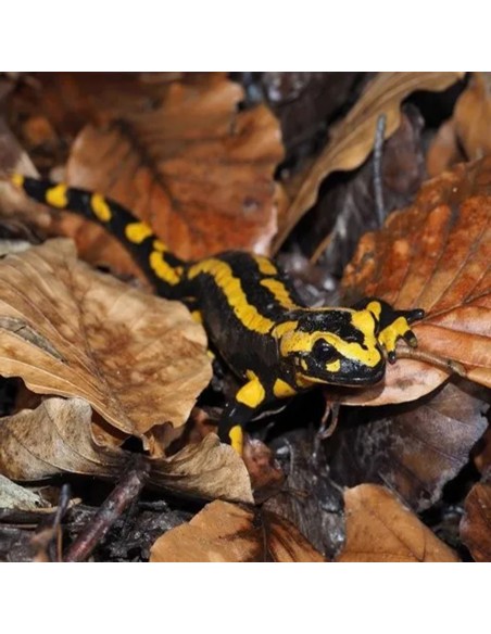 Salamandra Salamandra CB
