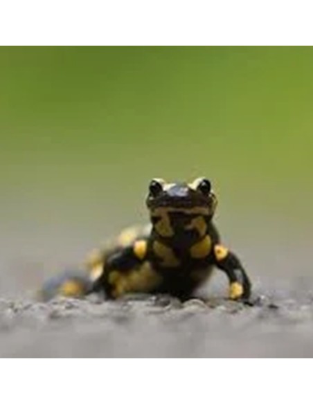 Salamandra Salamandra CB