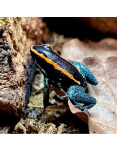 Phyllobates Vittatus 2024