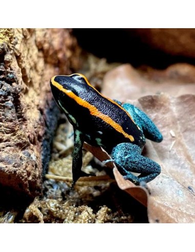 Phyllobates Vittatus 2024
