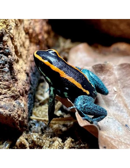 Phyllobates Vittatus 2024