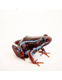 Epipedobates anthonyi