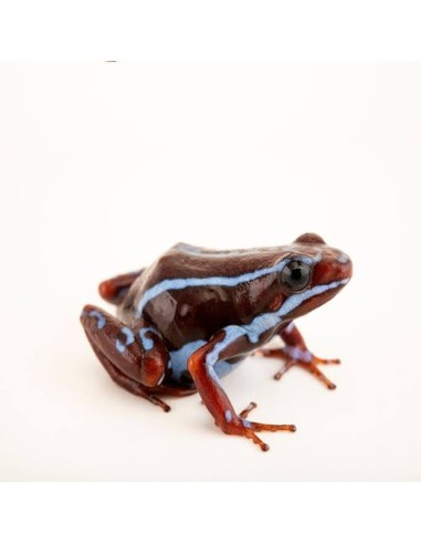 Epipedobates anthonyi