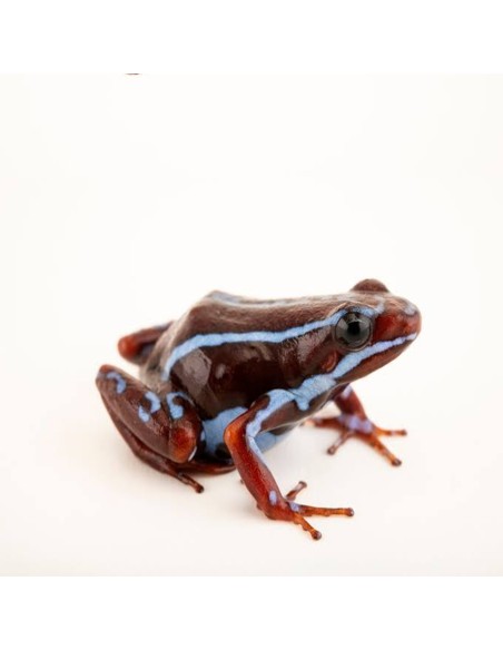 Epipedobates anthonyi