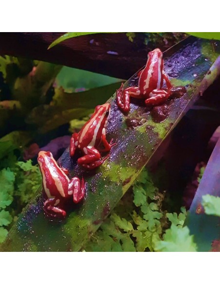 Epipedobates anthonyi