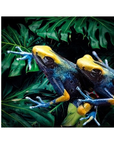Dendrobates Tinctorius Tumucumaque