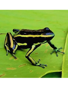Dendrobates truncatus (Rana Freccia Troncata)