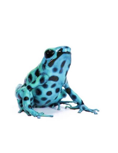 Dendrobates auratus Microspot