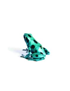 Dendrobates auratus Microspot 2