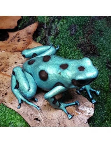 Dendrobates auratus Microspot