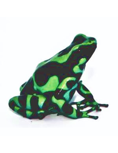 Dendrobates auratus "Costarica"