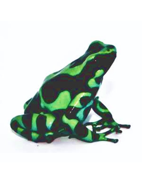 Dendrobates auratus "Costarica"