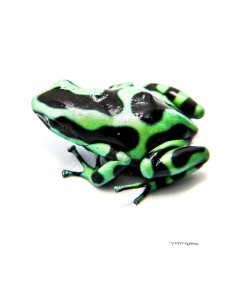 Dendrobates auratus "Costarica" 2