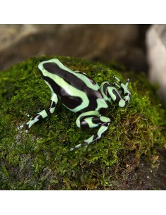 Dendrobates auratus "Costarica"