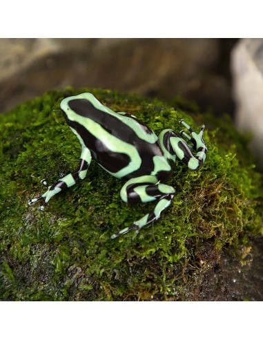 Dendrobates auratus "Costarica"