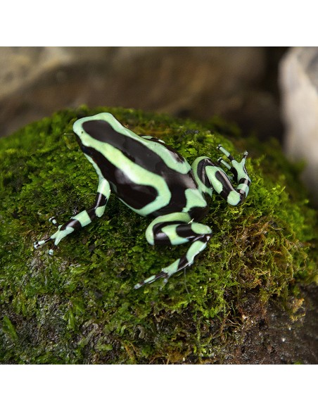 Dendrobates auratus "Costarica"