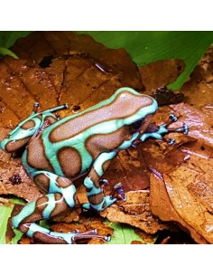 Dendrobates auratus "Panama"