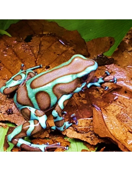 Dendrobates auratus "Panama"