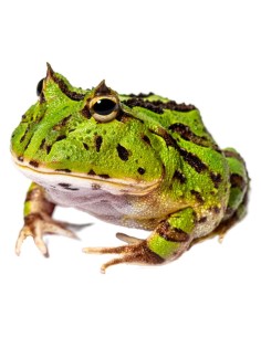 Rana Pacman Green
