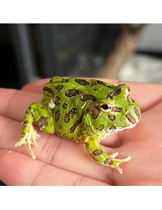 Rana Pacman Green 2