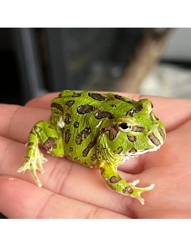 Rana Pacman Green