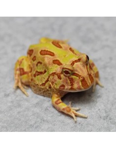 Rana Pacman "Pikachu"