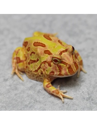 Rana Pacman "Pikachu"