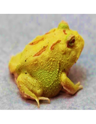 Rana Pacman "Pikachu"