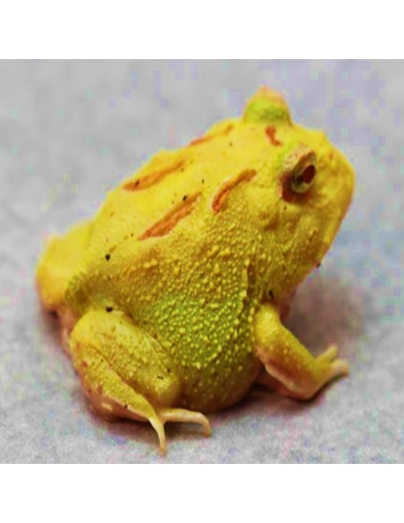 Rana Pacman "Pikachu"