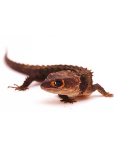 Tribolonotus  gracilis CB