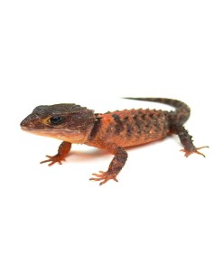 Tribolonotus novaeguinea CB