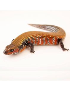 Lepidothyris fernandi – Fire Skink  (Scinco del fuoco) CB