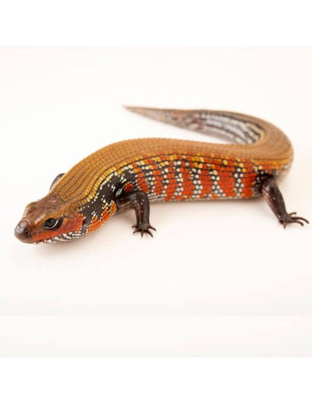 Lepidothyris fernandi – Fire Skink  (Scinco del fuoco) CB