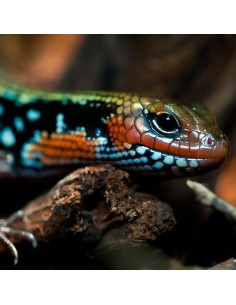 Lepidothyris fernandi – Fire Skink  (Scinco del fuoco) CB 2