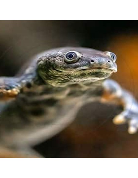Pleurodeles waltl
