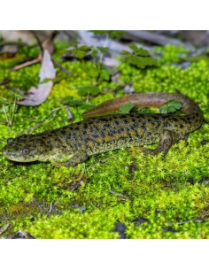 Pleurodeles waltl 2